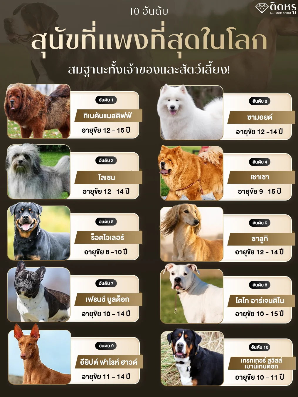 Luxury lifestyle featuring a premium pedigree dog as a companion