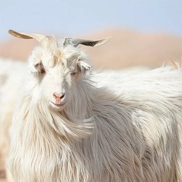 Hand-combing the Cashmere goat, illustrating the expensive production process.