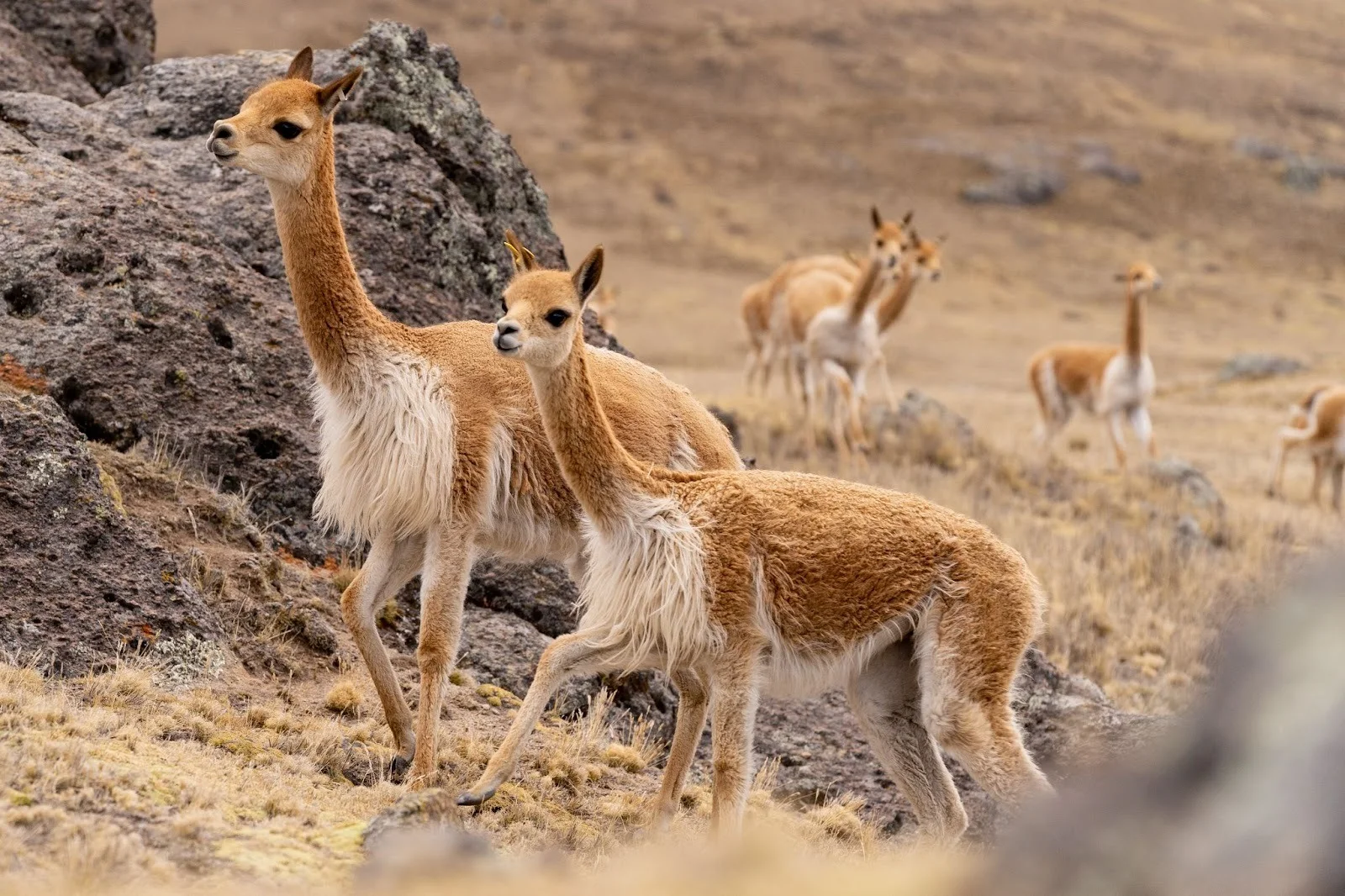 Vicuña animals roaming freely on the high Andes mountains