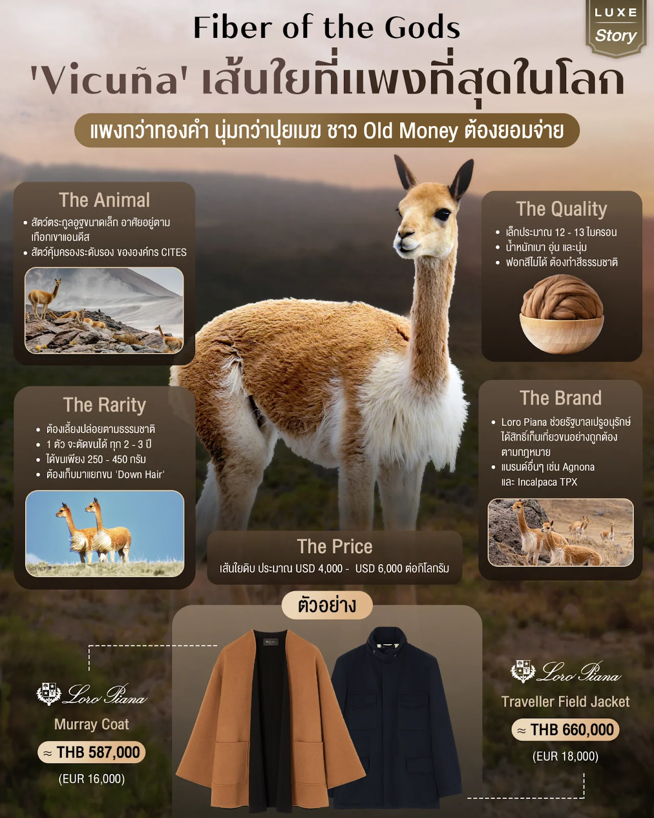 Fiber of the Gods: 'Vicu&ntilde;a' เส้นใยที่แพงที่สุดในโลก